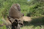 Tanzania - Safari